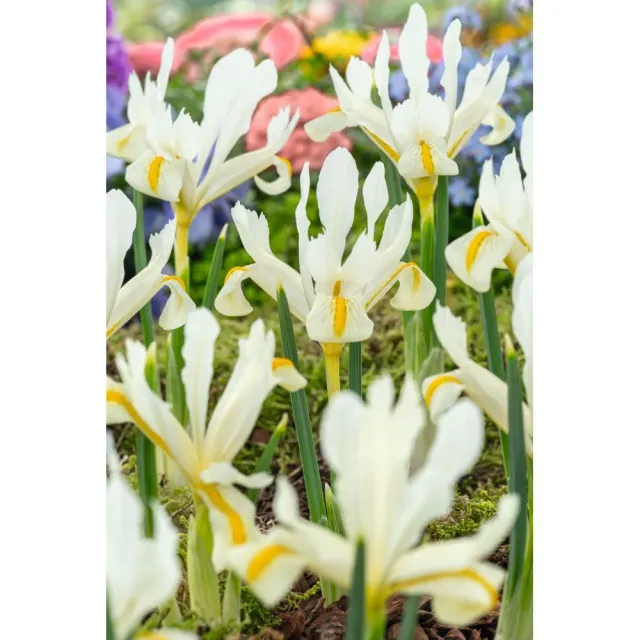 World Botanics Iris Reticulata Louise bloembollen 20 stuks