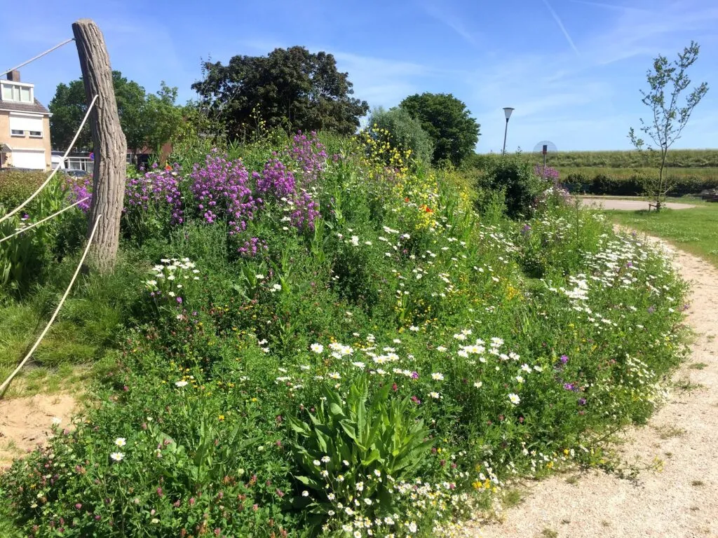 MediGran Landschapsflora LKV-16 Plukbloemenmengsel Roze Paars
