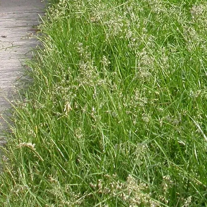 MediGran Veldbeemdgras Poa pratensis zaden onbespoten