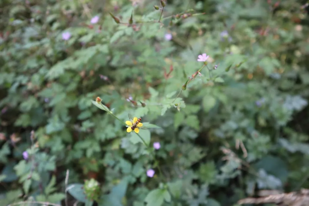 MediGran Schaduwflora HV-47 zaden vochtige schaduw