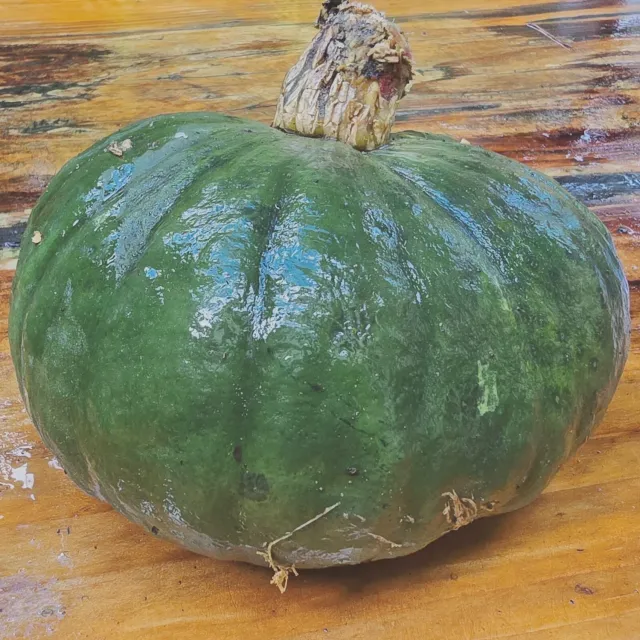 De Tuinen van MergenMetz Marina di Chioggia pompoenzaden 10 stuks