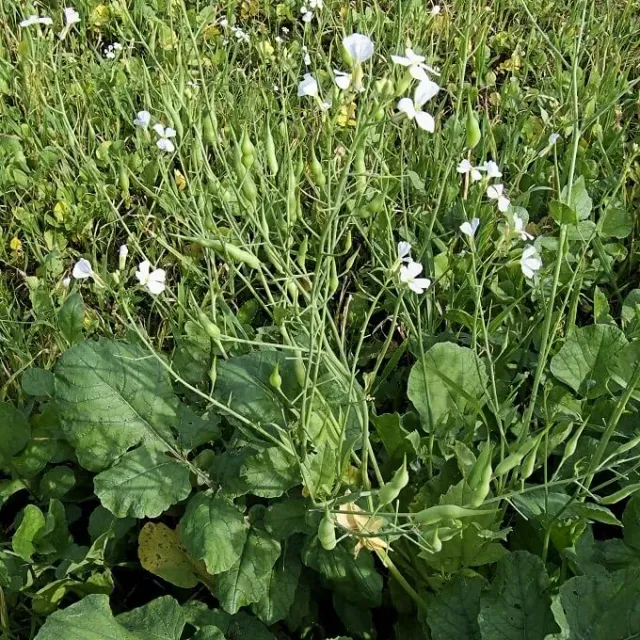 MediGran Raphanus sativus ssp. oleiferus bladrammenas zaden