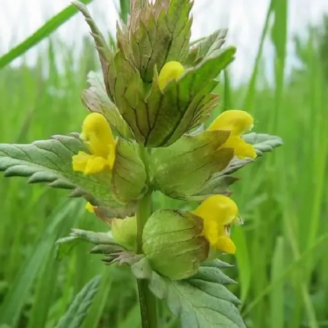 MediGran Rhinanthus minor Kleine ratelaar zaden weide