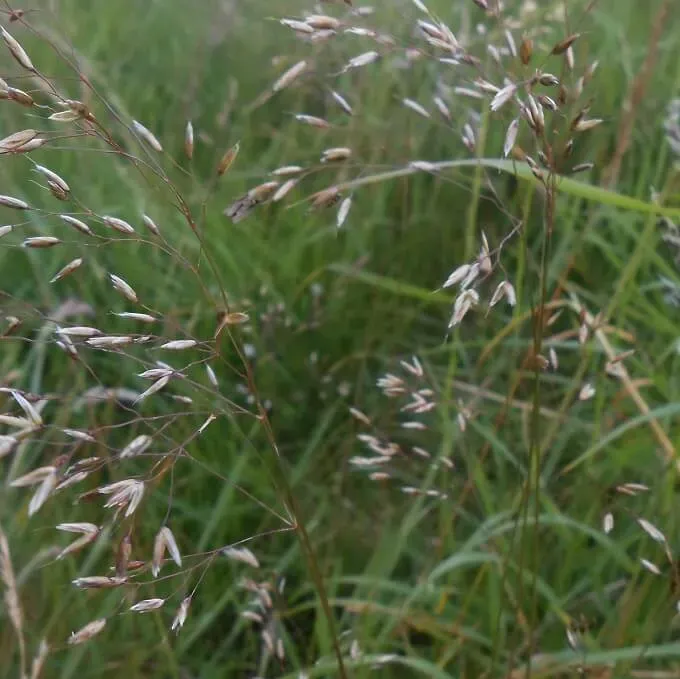 MediGran Avenella flexuosa Bochtige smele zaden heidegras