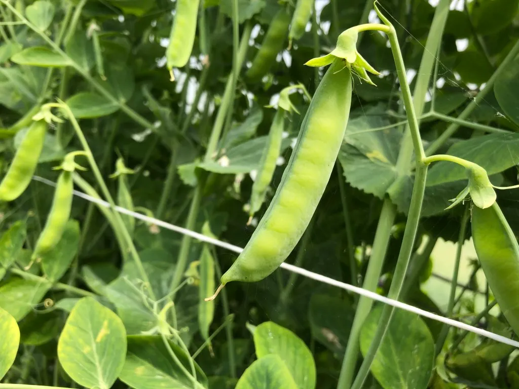 Vitale Rassen Sugar snaps hoog zaden onbespoten