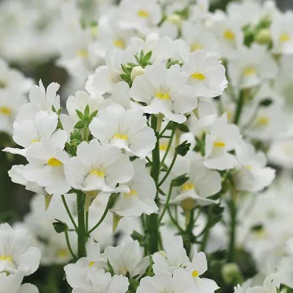 World Botanics Karoo White nemesia jonge planten 15 stuks