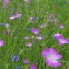 MediGran Tagetes patula afrikaantje zaden eenjarig