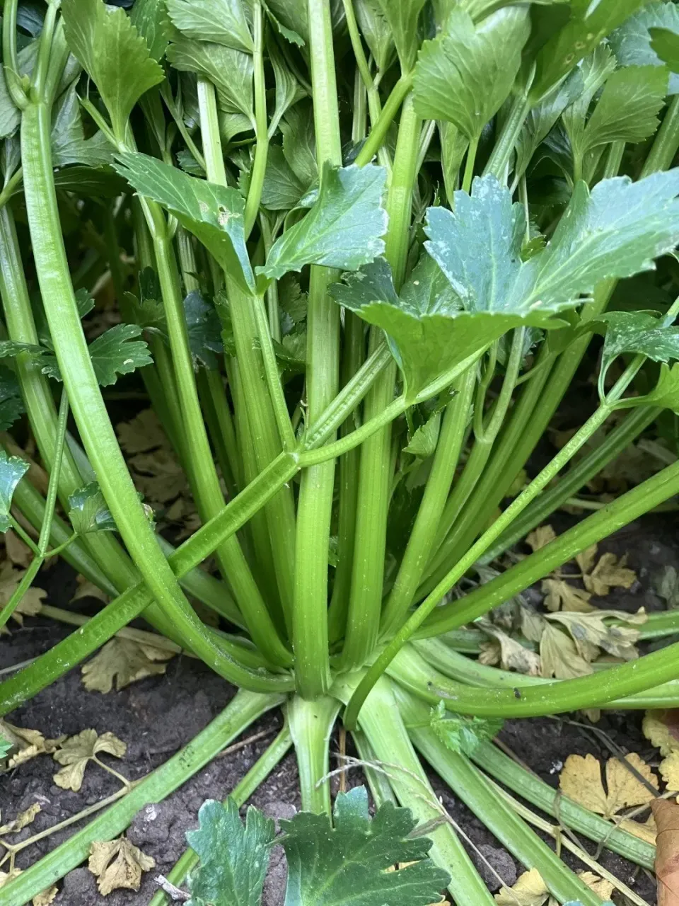 Vitale Rassen Mechelse Vollepijp selderzaden groen