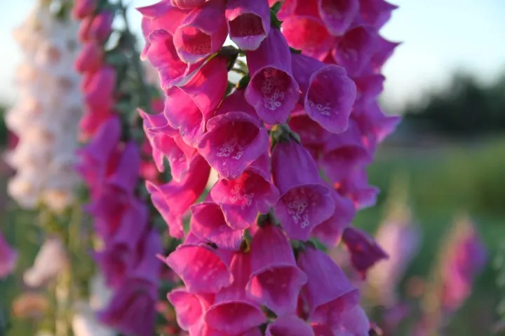 Vitale Rassen vingerhoedskruid bloemzaden onbespoten bijenplant