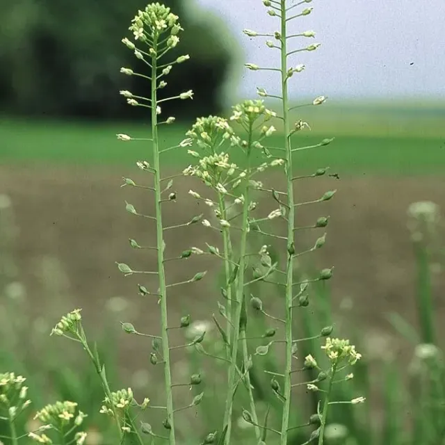 MediGran Camelina sativa zaden huttentut akkerplant