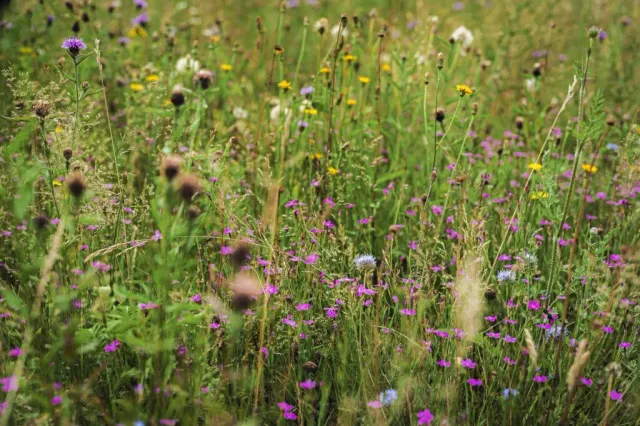 MediGran Graslandflora GD-62 bloemenzaden droge grond