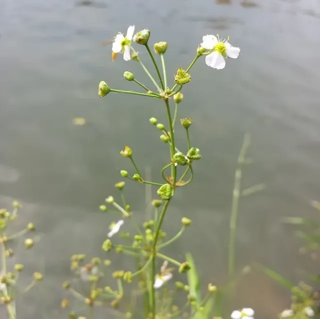 MediGran Grote waterweegbree Alisma plantago zaden