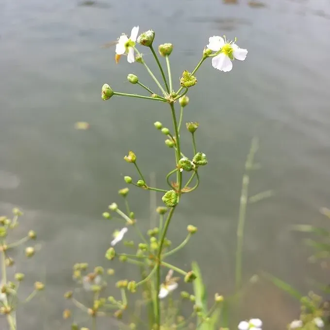 MediGran Grote waterweegbree Alisma plantago zaden