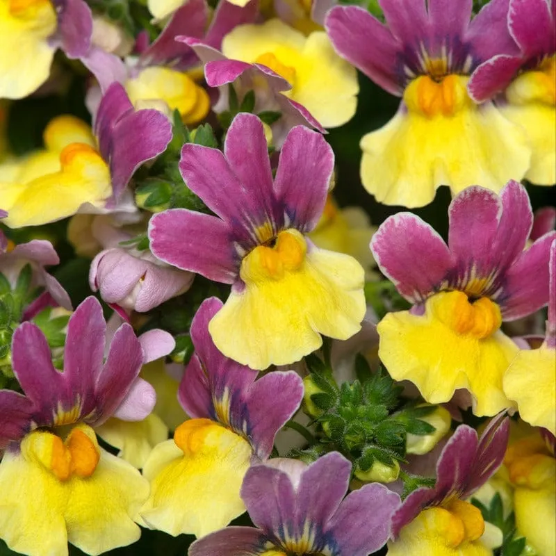 World Botanics Lady Lucy nemesia jonge planten 5 stuks geur