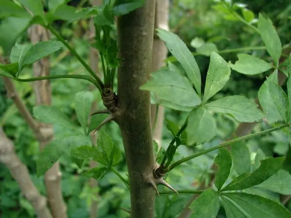 De Tuinen van MergenMetz Siberische ginseng plant P11 winterhard