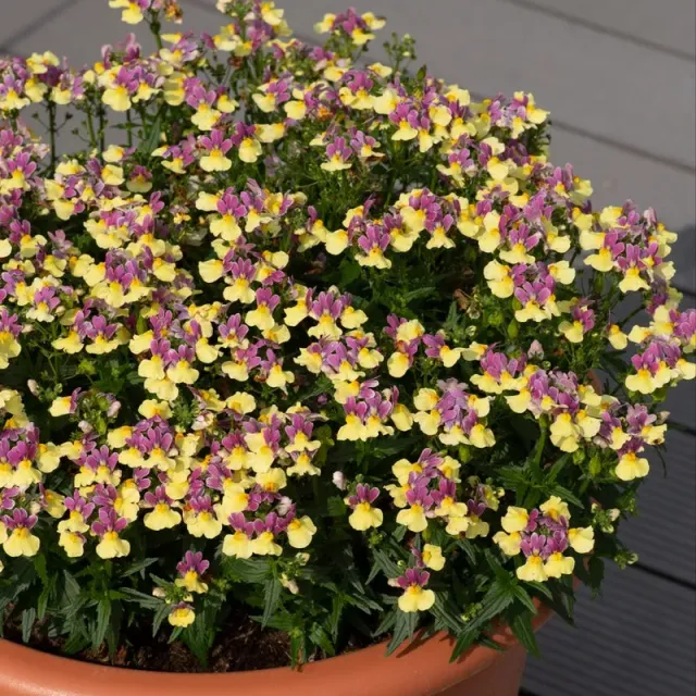 World Botanics Nemesia Lady collectie 15 jonge planten
