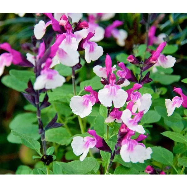World Botanics Salvia Raspberry Melba planten 5 stuks roze