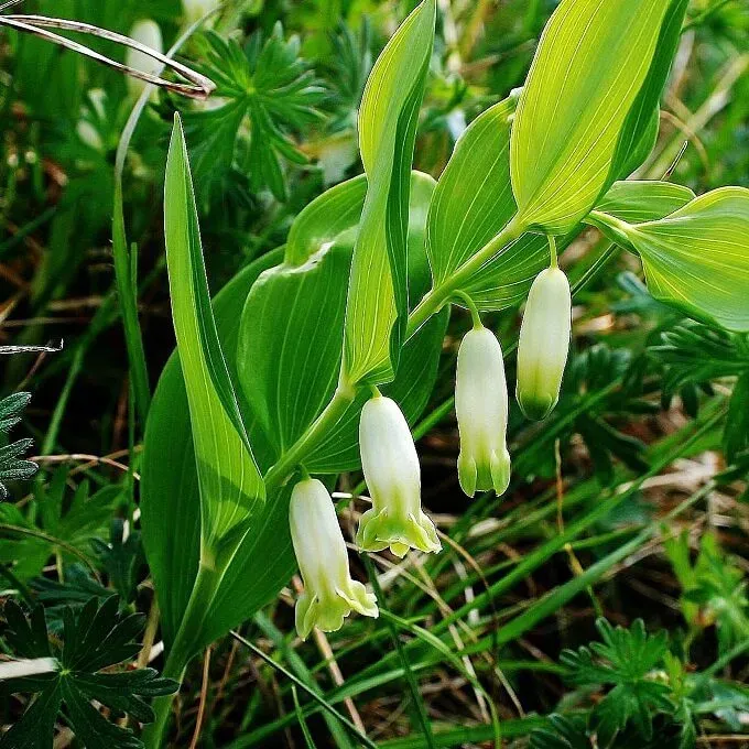 MediGran Polygonatum multiflorum zaden salomonszegel schaduw