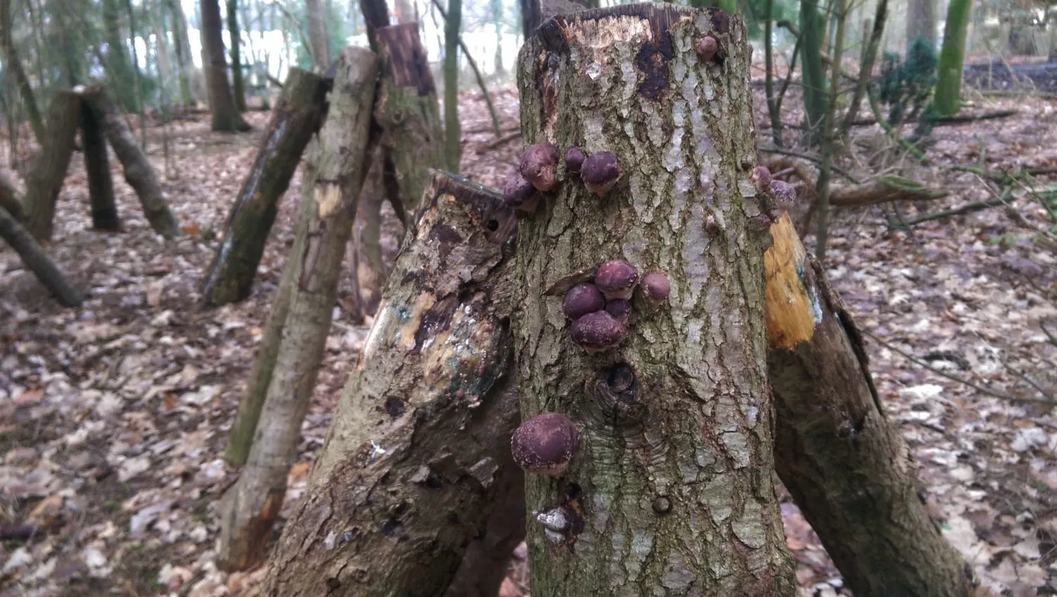 De Tuinen van MergenMetz Van Stam tot Zwam workshop paddenstoelen 10 oktober
