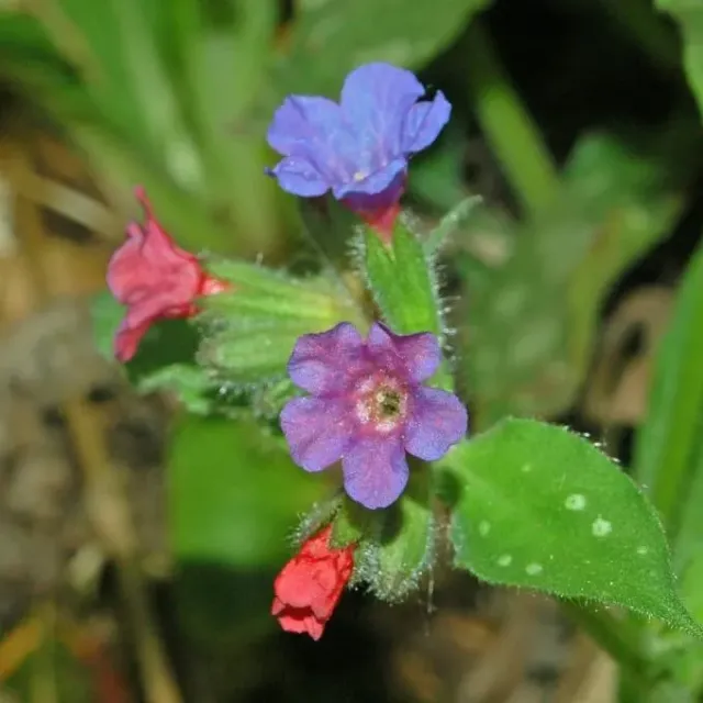 MediGran Pulmonaria officinalis zaden gevlekt longkruid schaduw
