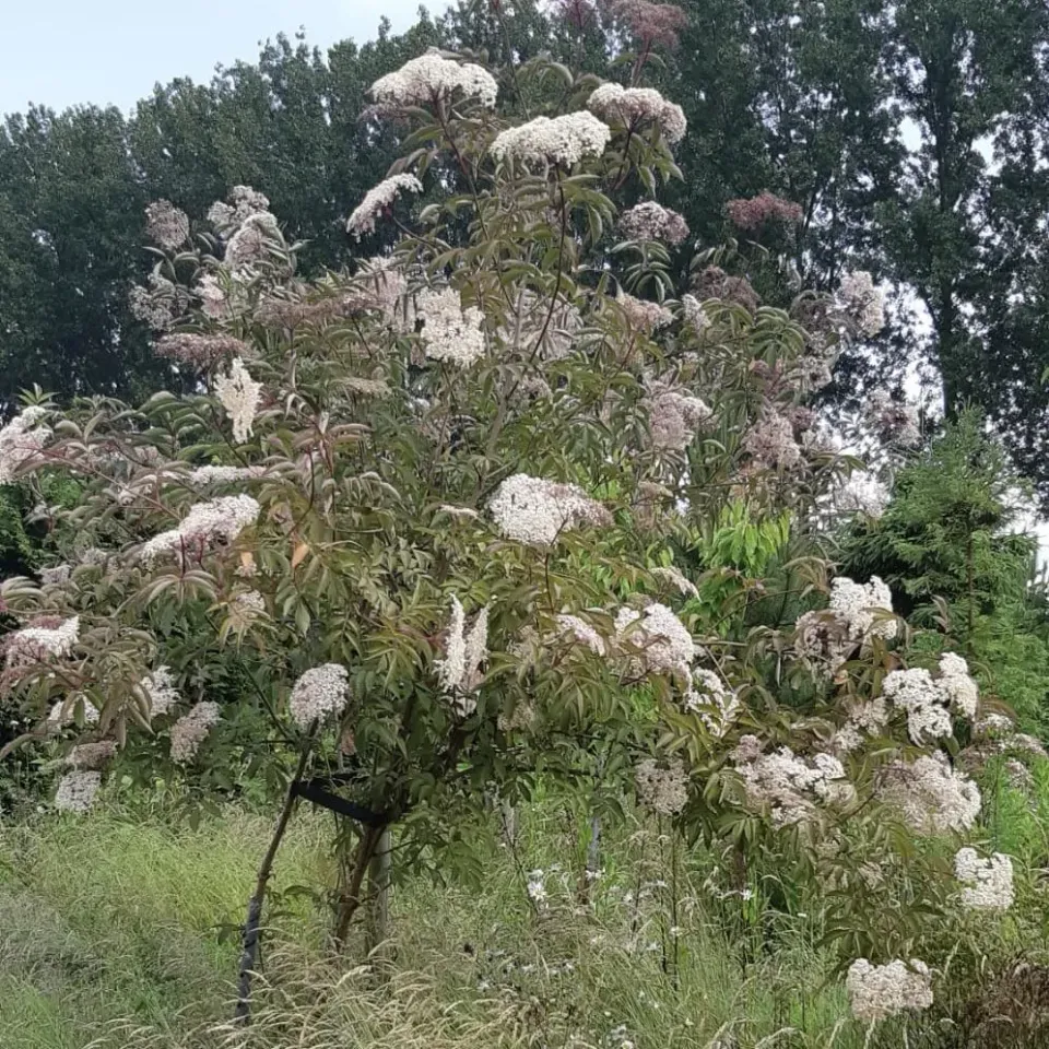 De Tuinen van MergenMetz Big Willie vlier C5 zelfbestuiver bessen