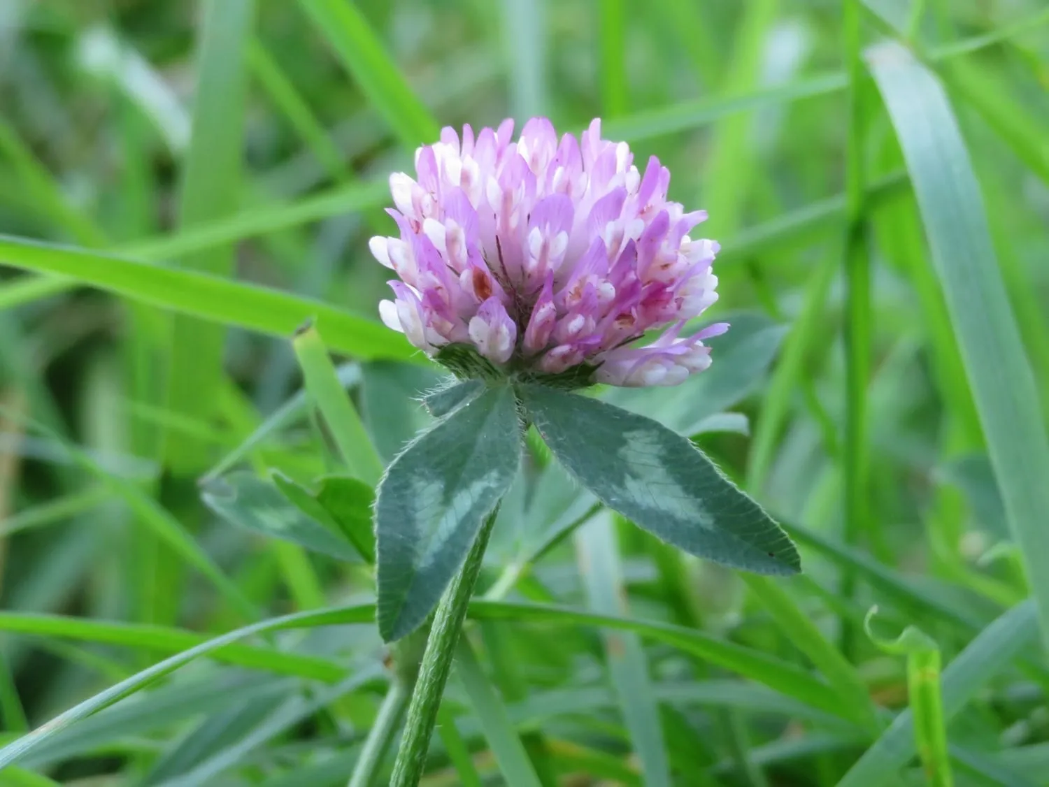 De Tuinen van MergenMetz wildplukwandeling cadeaubon Elsje Bruijnesteijn