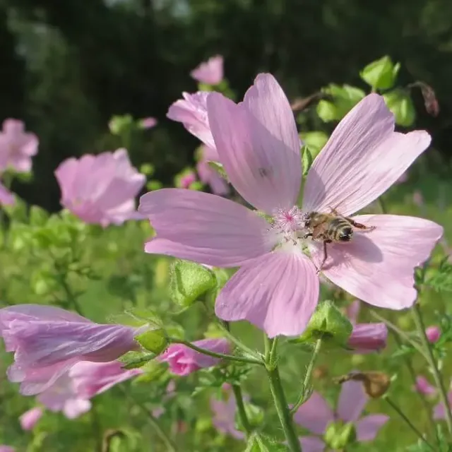 MediGran Malva alcea zaden vijfdelig kaasjeskruid onbespoten