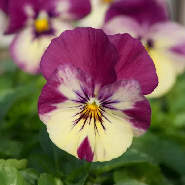 World Botanics Cool Wave Raspberry Swirl viooltjes 30 planten hangend