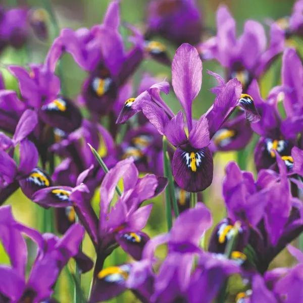 World Botanics Iris Reticulata George bloembollen 20st paars