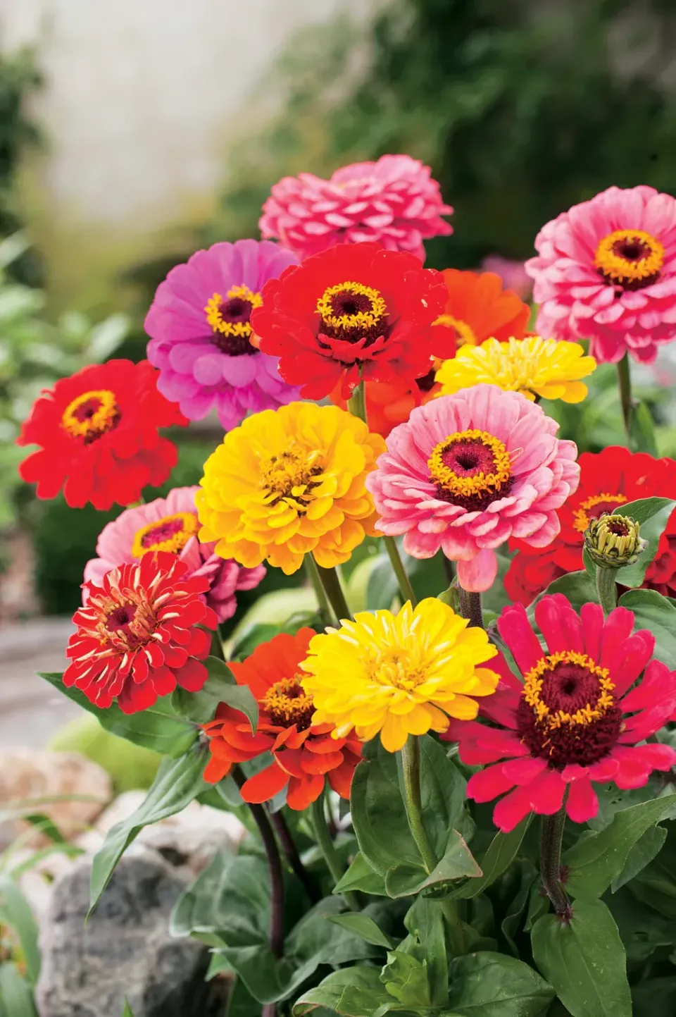 Johnsons Early Wonder Mixed zinniazaden gemengd