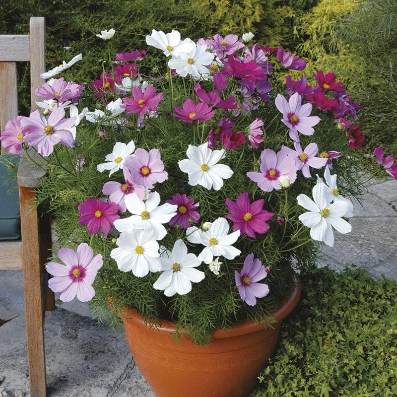 Cosmos Sonata Mixed tuinplanten compact roze-wit mix