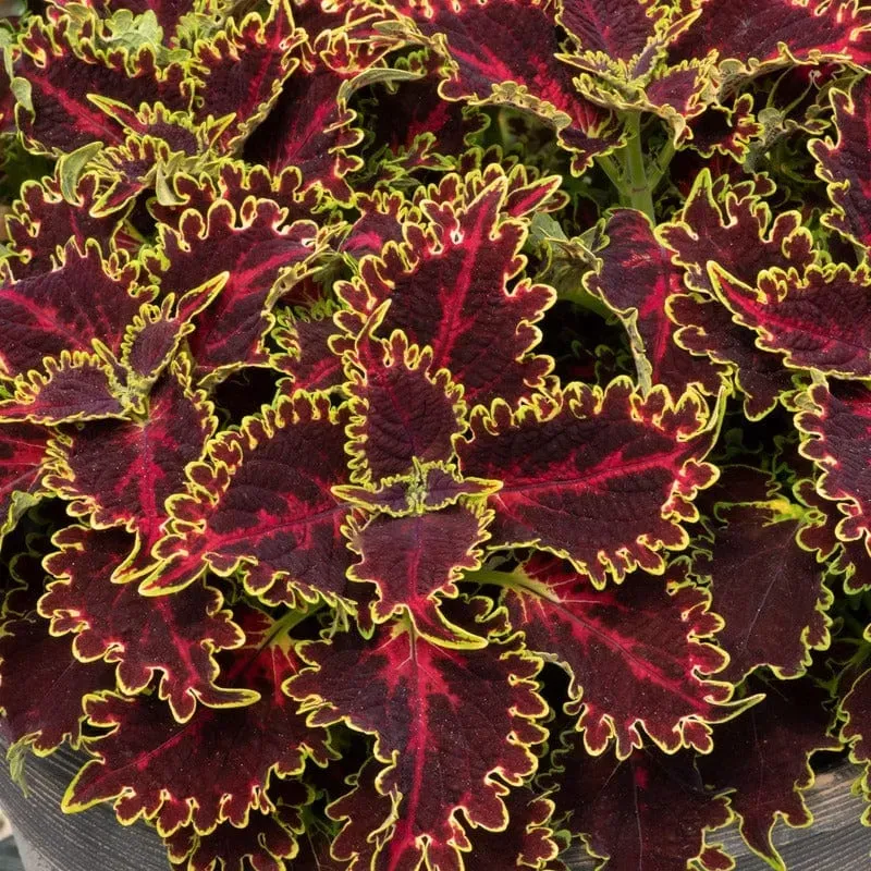 World Botanics Sunfighter Solar Flare coleus jonge planten 5 stuks