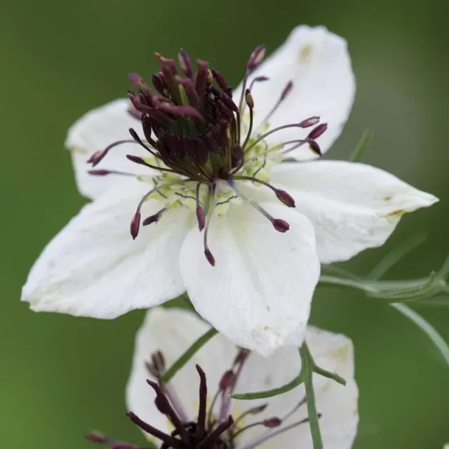Johnsons Nigella African Bride bloemzaden wit eenjarig