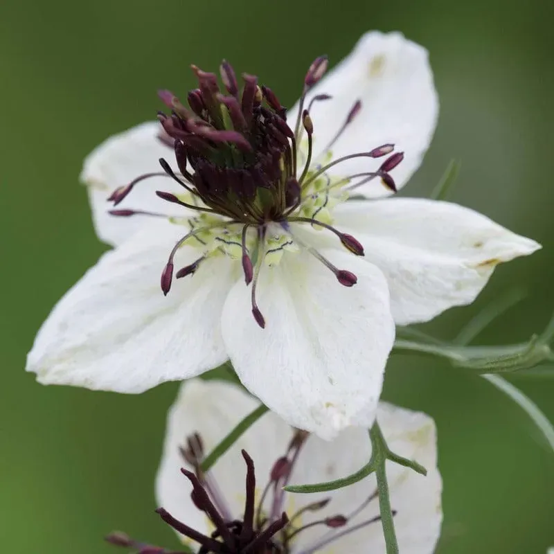 Johnsons Nigella African Bride bloemzaden wit eenjarig