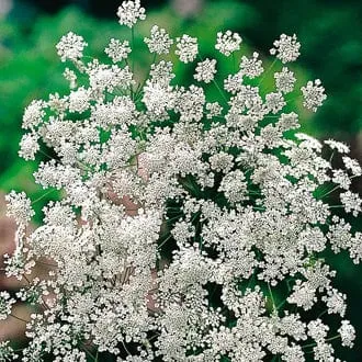 World Botanics Ammi Majus bloemzaden wit