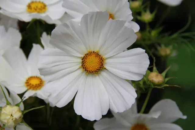 Vitale Rassen Cosmos Wit bloemzaden onbespoten