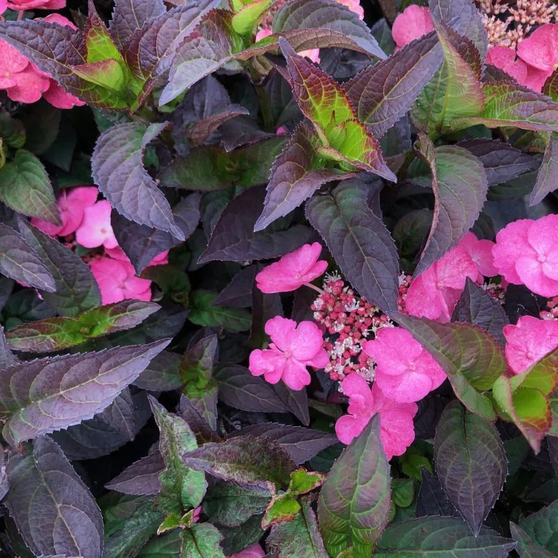 World Botanics Daredevil hortensia potplant 9cm roze