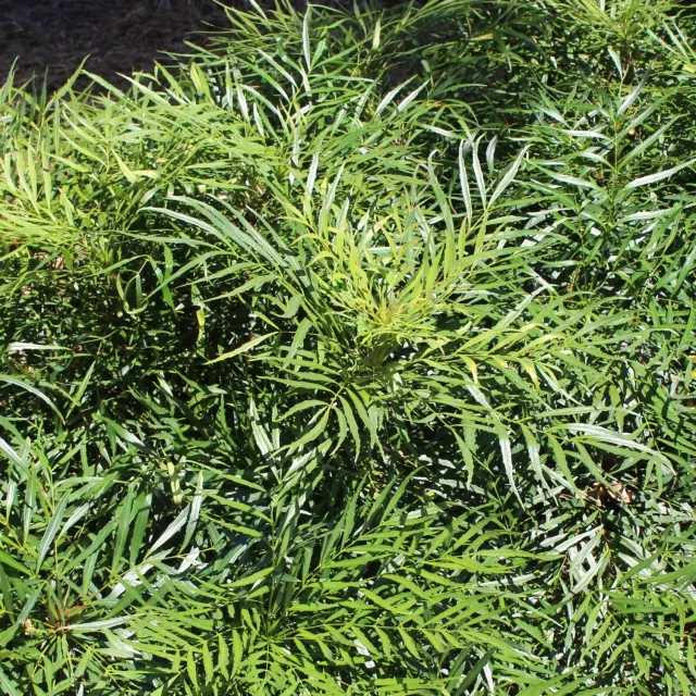 De Tuinen van MergenMetz Soft Caress mahonia struik wintergroen