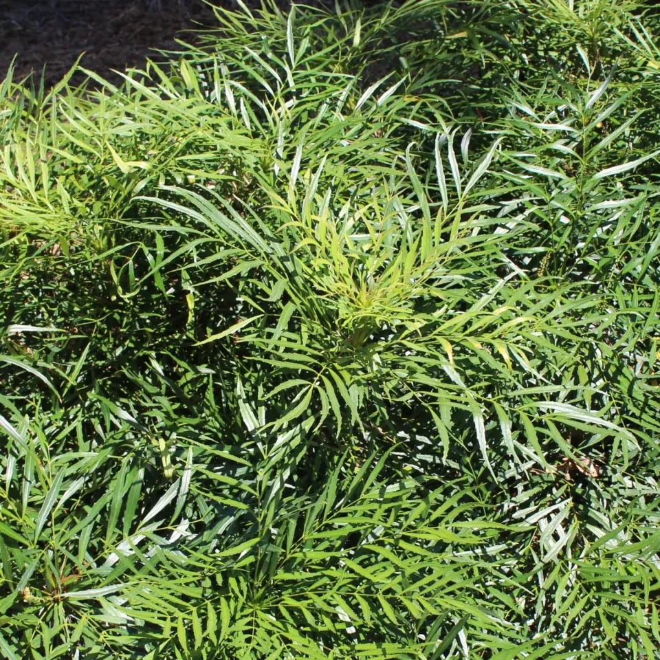 De Tuinen van MergenMetz Soft Caress mahonia struik wintergroen