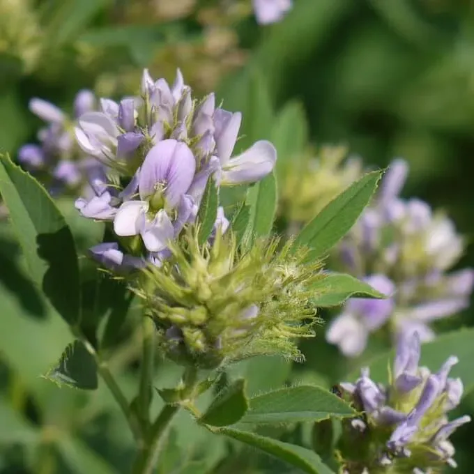 MediGran Medicago sativa luzerne alfalfa zaden onbespoten