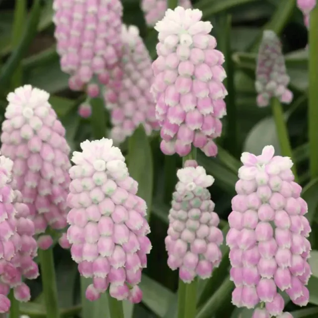 Muscari Pink Sunrise druifhyacint bollen roze 20 stuks