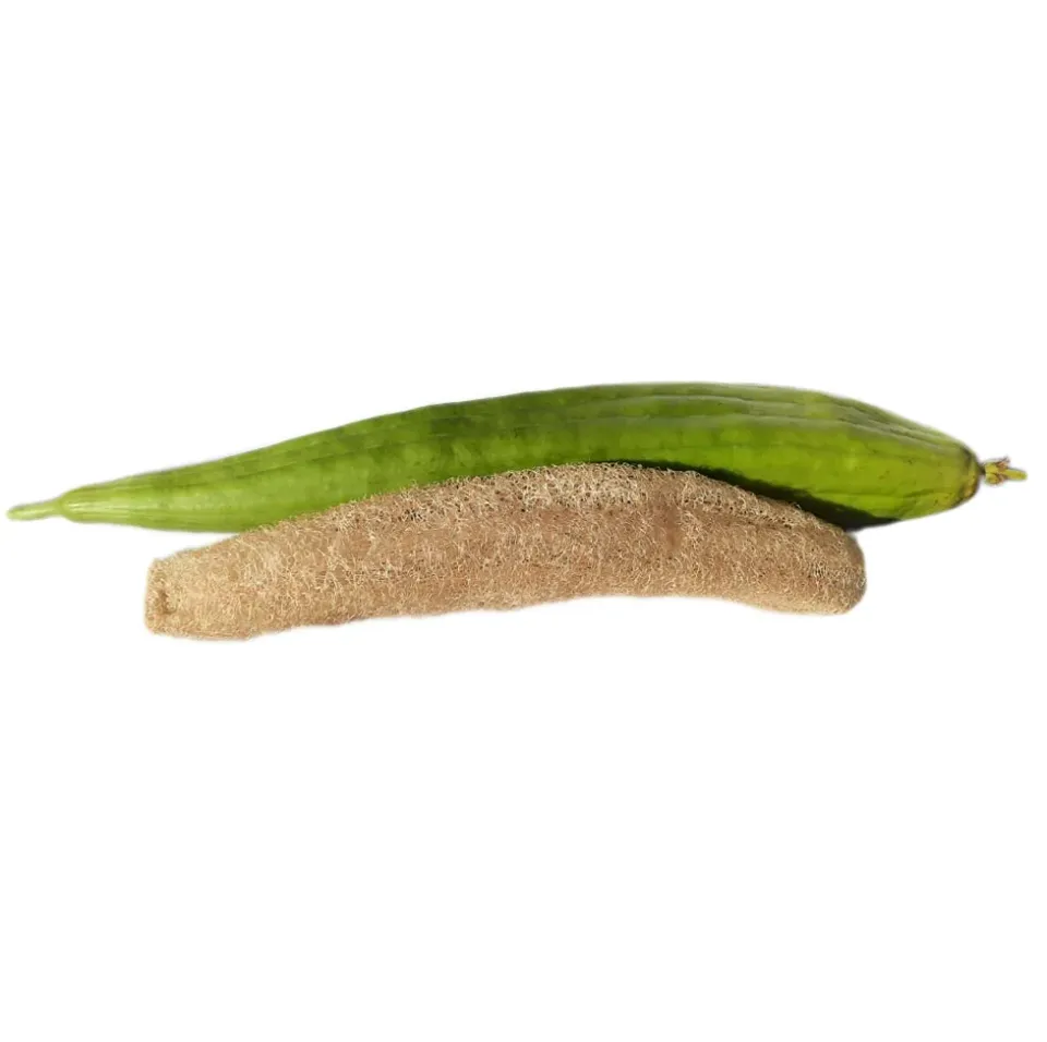 Vitale Rassen Luffa Burete Verde zaden