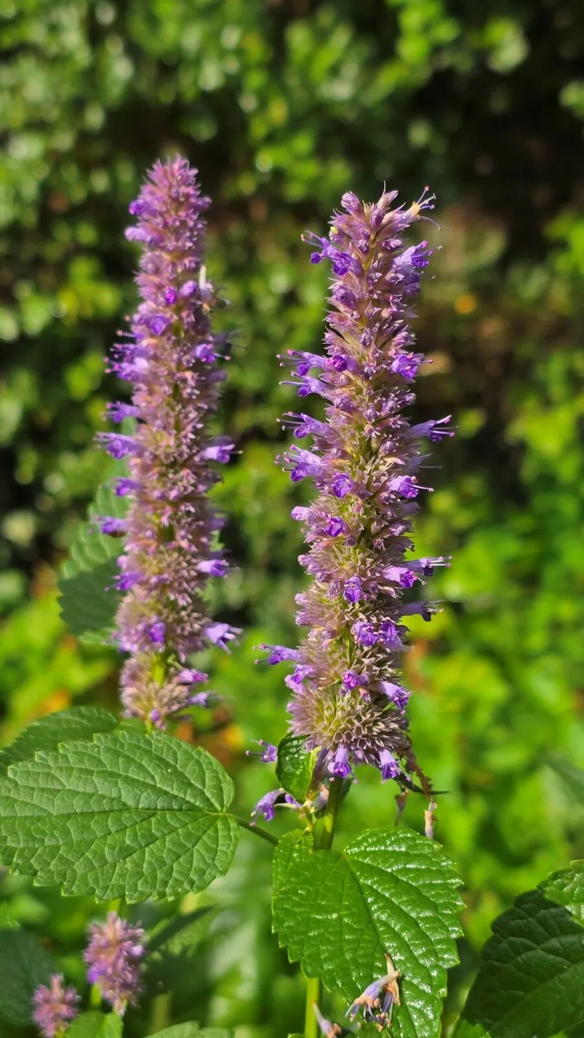 De Tuinen van MergenMetz Agastache cana dropplant P9 geurend