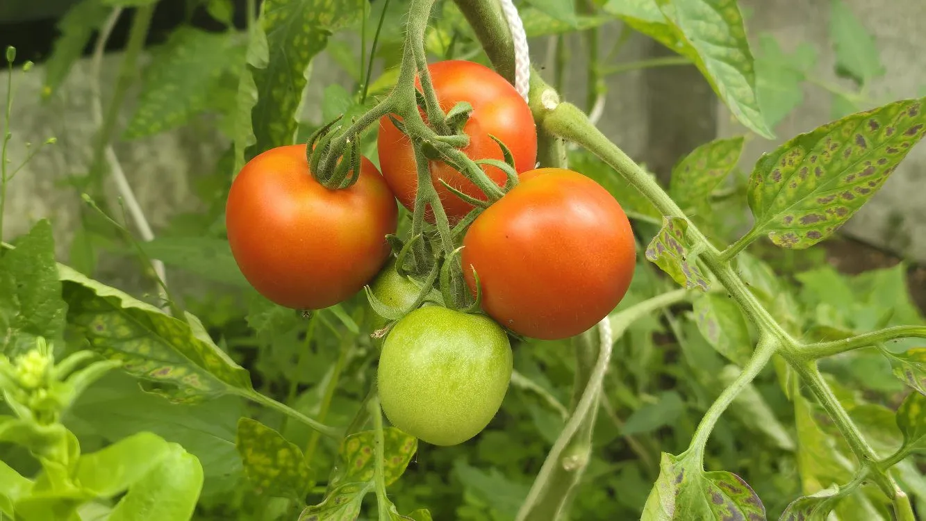 De Tuinen van MergenMetz Kampioen tomatenzaden onbespoten
