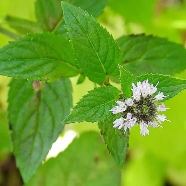 MediGran Mentha piperita pepermunt zaden onbespoten