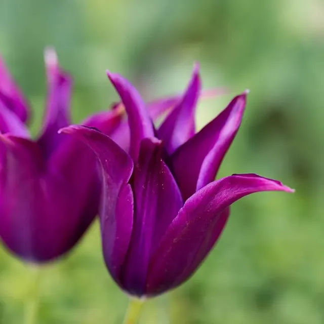 World Botanics Purple Dream tulp 15 bloembollen paars