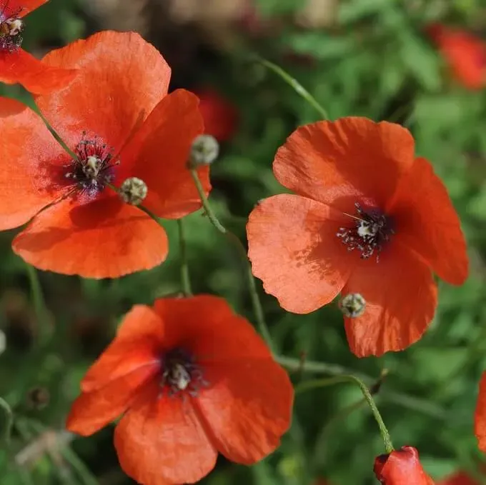 MediGran Papaver argemone Ruige klaproos zaden eenjarig