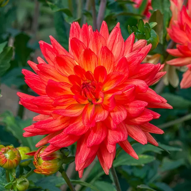 World Botanics Karma Fiesta dahlia knol 1 stuk oranje