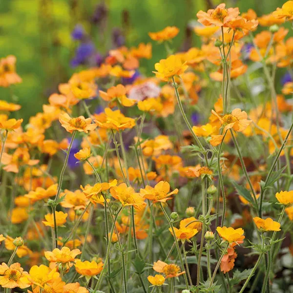 World Botanics Geum Totally Tangerine vaste planten 3 stuks oranje