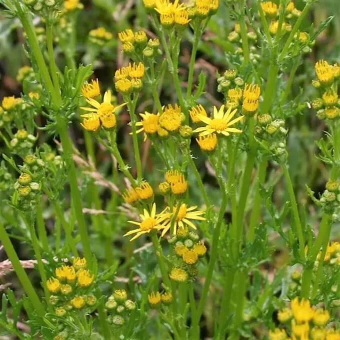 MediGran Jacobaea aquatica Waterkruiskruid zaden inheems